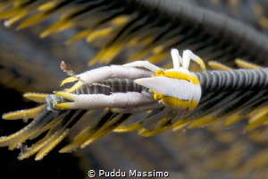 Nikon D2x 60mm micro by Puddu Massimo 